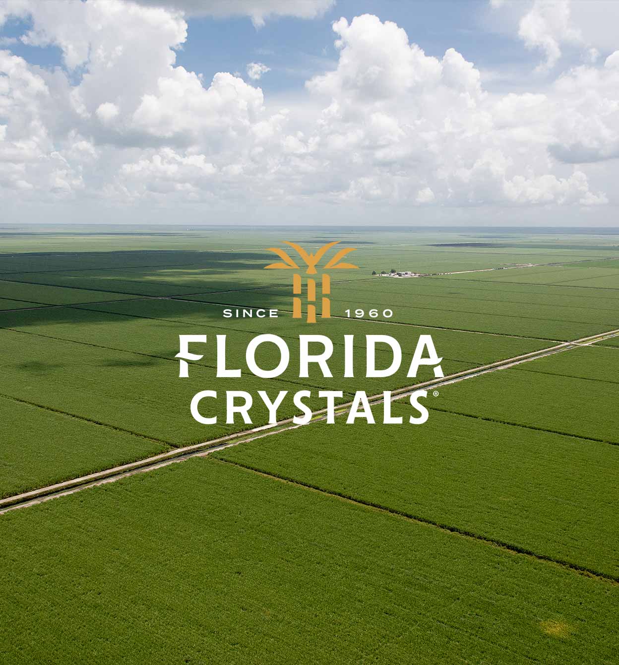 Florida Crystals Story Tile Image